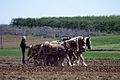 Amish farmer and his team of draft horses 16028v.jpg
