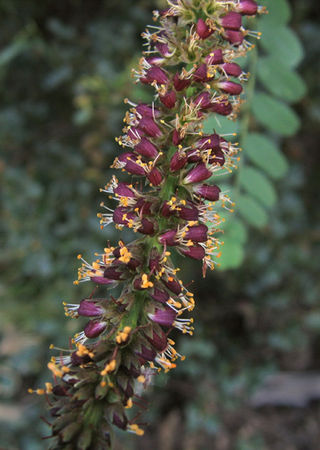 <i>Amorpha californica</i> Species of flowering plant