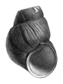Амуропалудина pachya shell.png