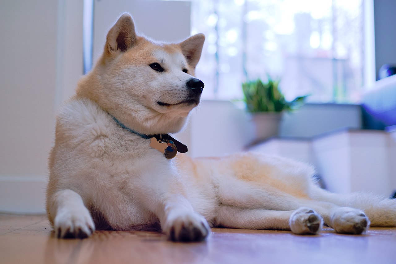 File:An Akita Inu resting.jpg - Commons