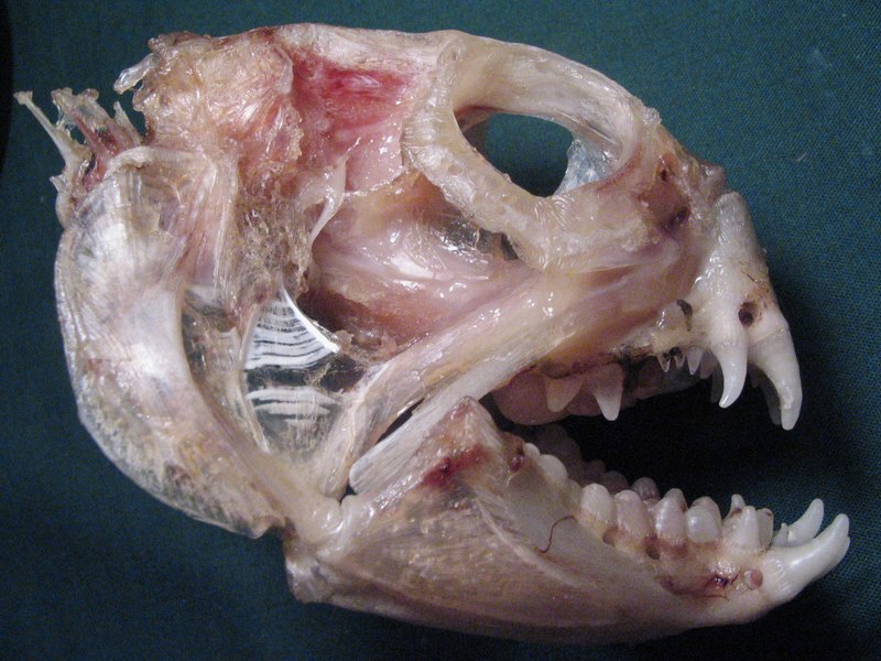 File:Anarhichas lupus skull Magdalen Islands.tif