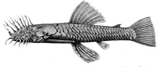 <i>Ancistrus montanus</i> Species of catfish