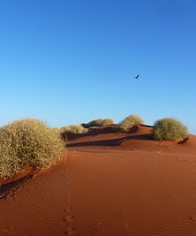 Spotted Harrier (Circus assimilis) quarters territory along a dune top near Andado, Northern Territory, Australia