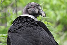 Andean condor (Vultur gryphus)