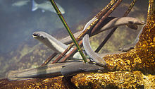 European eel (Anguilla anguilla) Anguilla-anguilla 1.jpg