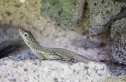 Female Dominican anole. North Caribbean ecotype. Cabrits National Park, Dominica. Anolis oculatus at Cabrits-a01.jpg