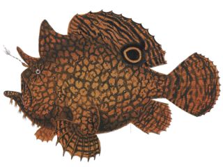 <i>Antennarius biocellatus</i> Species of fish