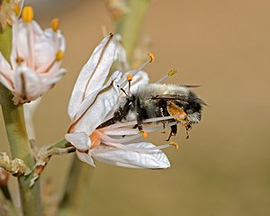 Asphodelus ramosus гоккада Anthophora тукъумдан бал чибинни тишиси нектар джыяды