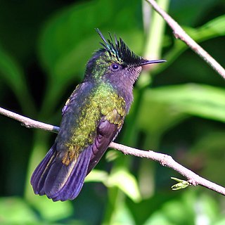 <span class="mw-page-title-main">Antillean crested hummingbird</span> Species of bird