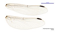 Antipodogomphus neophytus female wings (34209284624).jpg