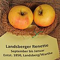 Miniatura para Landsberger Reinette