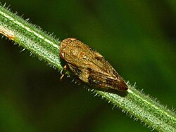 Aphrophora alni, dorsal view Aphrophoridae - Aphrophora alni-1.jpg