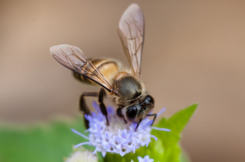 File:Apis cerana, Asiatic honey bee - Khao Yai National Park.jpg