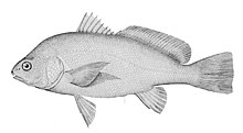 Aplodinotus grunniens.jpg