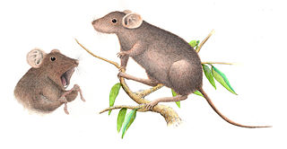 <i>Apomys</i> Genus of rodents
