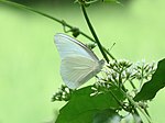 Appias albina at Kadavoor.jpg