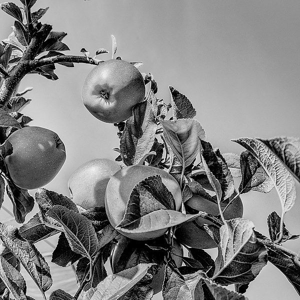 File:Apple Season (44349812482).jpg