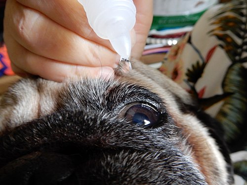 Applying saline solution to a dog's eye