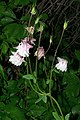 * Nomination Flowers and unripe fruits of cultivated Aquilegia vulgaris. --Bff 21:26, 3 July 2020 (UTC) * Promotion  Support Good quality. The light (flash?) is a bit hard, but OK and it emphasizes the contours of the plant quite nicely. --Aristeas 11:19, 9 July 2020 (UTC)