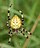 Araneus quadratus 070825.jpg