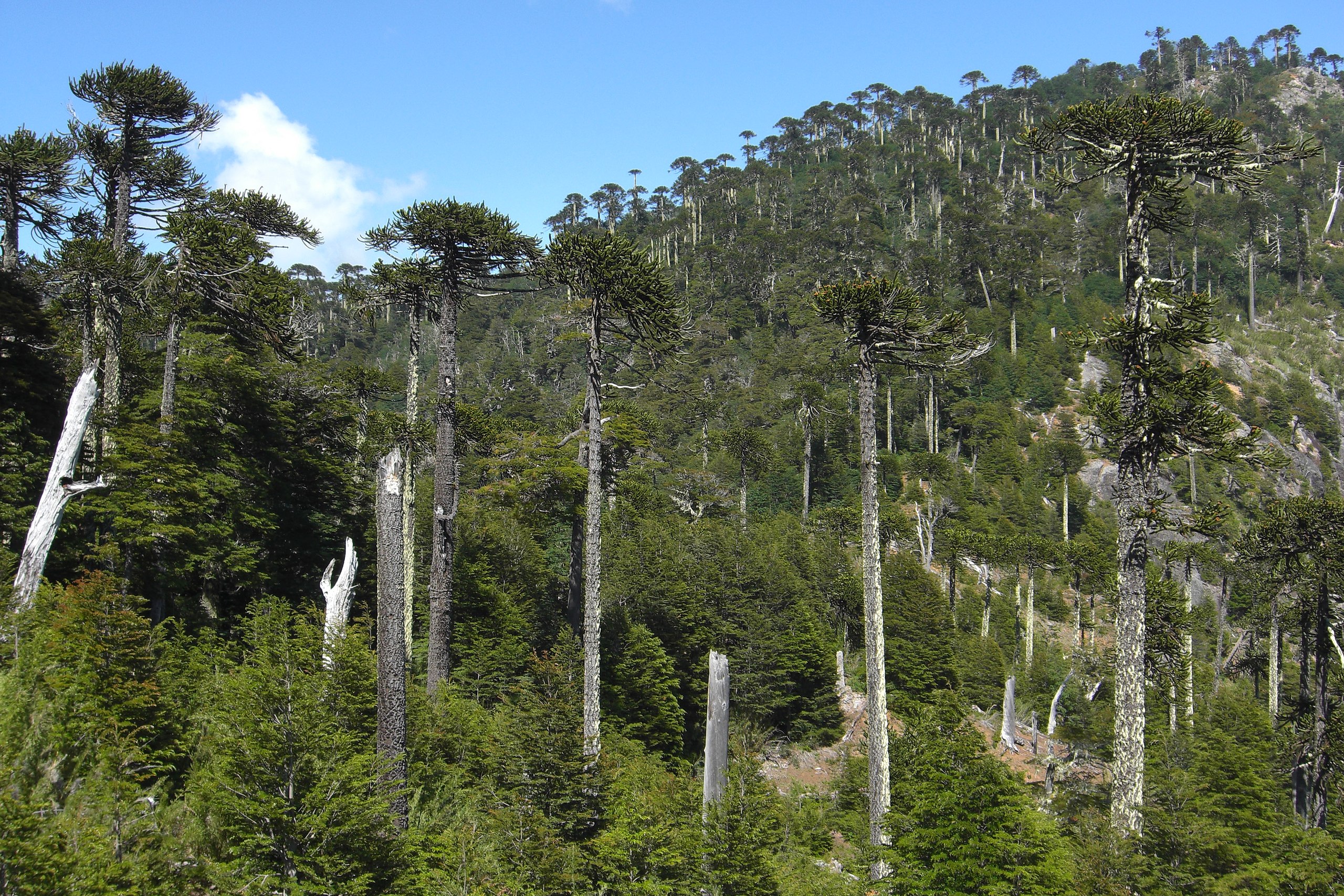 The Araucaria forests of Chile, part 2