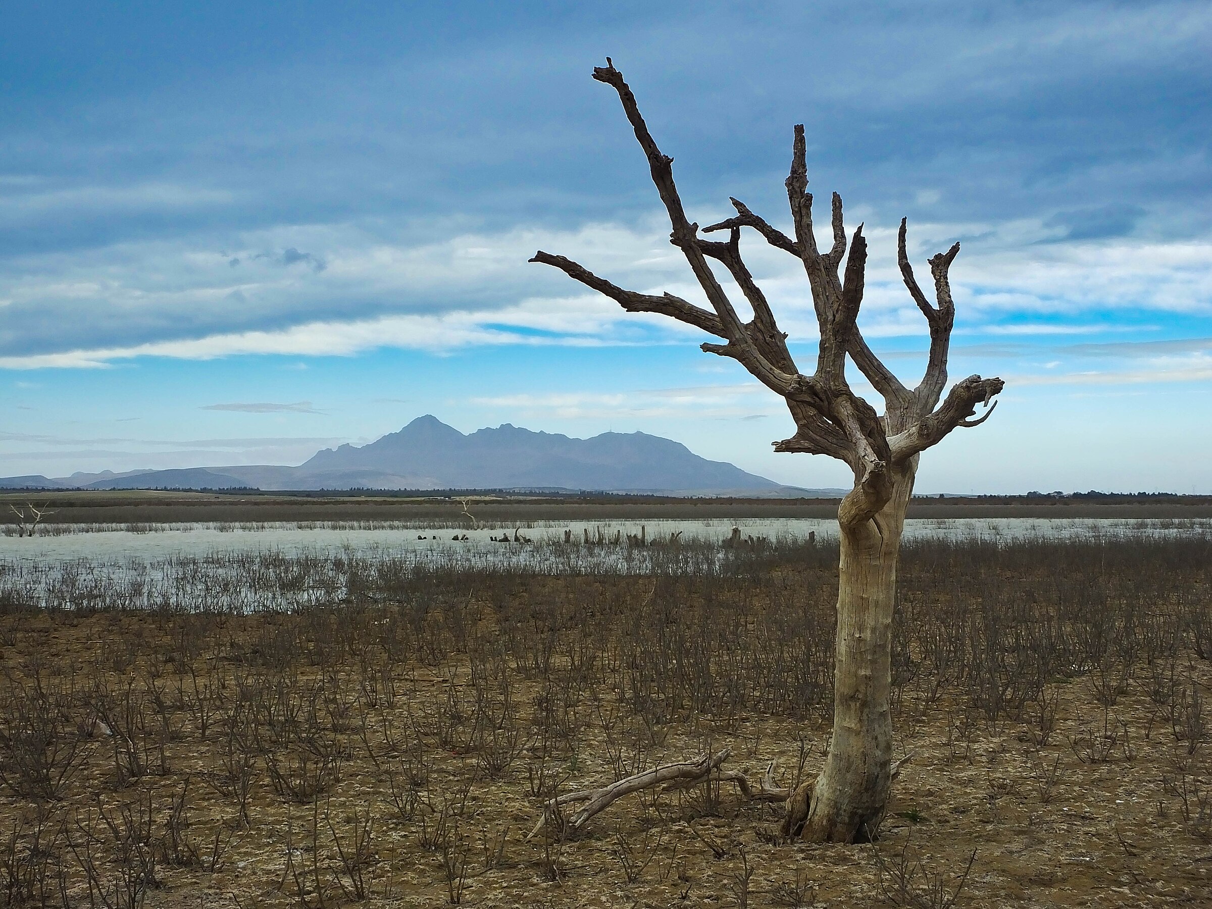 Dead tree at the Wadi Rmel Author: Mohamed Gouli