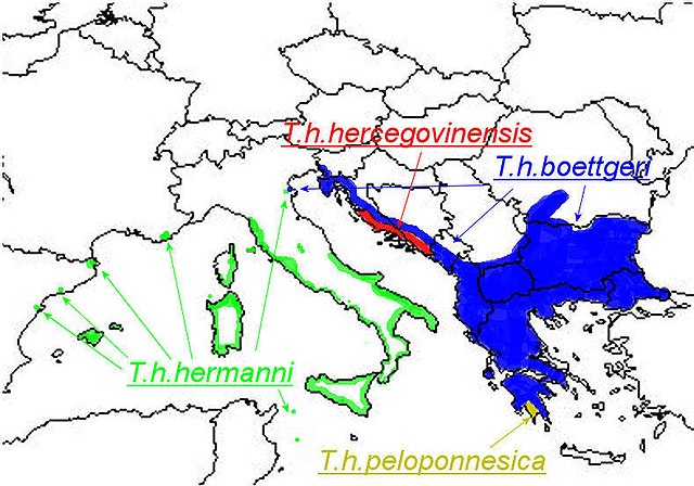 A görög teknős elterjedési területe. A T. h. hercegovinensis és T. h. pelloponesica alfajokat ma a boettgeri alfajba soroljuk.