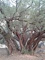 Argane tree.jpg