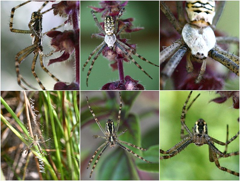 File:Argiope bruennichi (4780835648).jpg