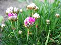 ~ Armeria merinoi Plumbaginaceae