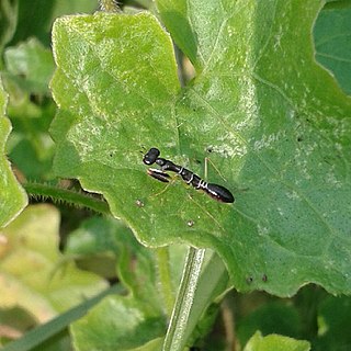 <i>Odontomantis planiceps</i> species of insect