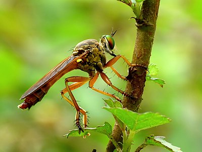 ♂ Michotamia aurata