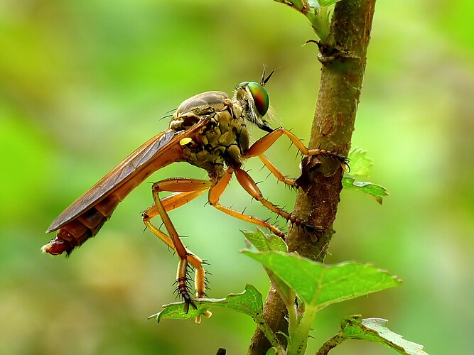 Самец ктыря Michotamia aurata