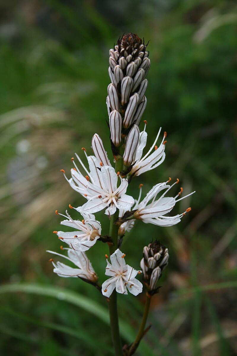 Asphodelus macrocarpus 2.jpg