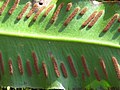 Asplenium scolopendrium, Ripaljka