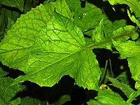 Leaf of Cicerbita alpina'' Asteraceae - Cicerbita alpina-1.JPG