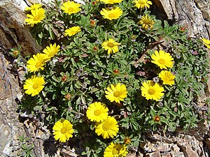 Pallenis maritima from Ceuta