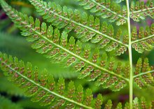 Leaflets and sori Athyrium filix-femina Sori Tannwald1.jpg