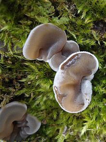 Young A. mesenterica Auricularia mesenterica 3.JPG