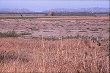 The wetlands that cover a majority of Town Common. Australian bustard Townsville Town Common June 1986 IMG 0021.jpg