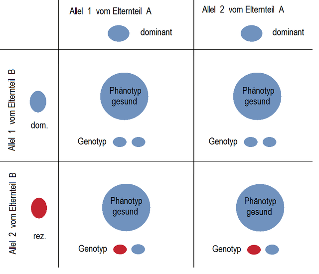 Datei:Autosomal rezessiver Erbgang - Konduktoren.png - Wikipedia.