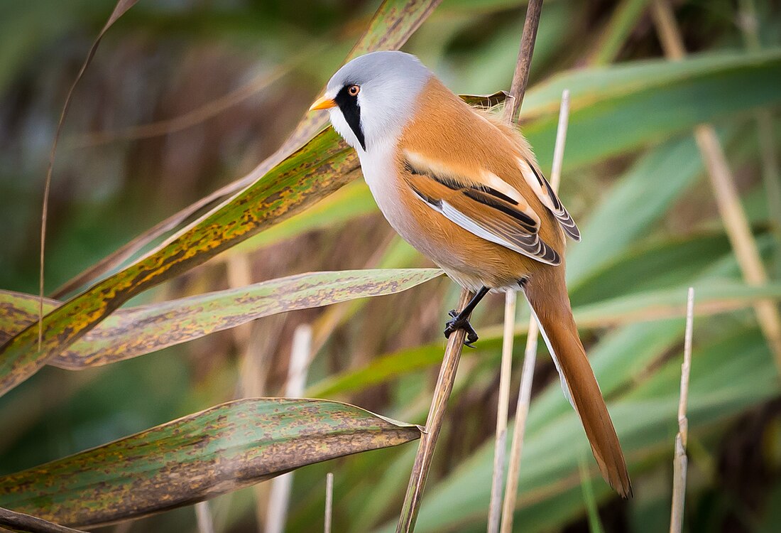 Bearded reedling