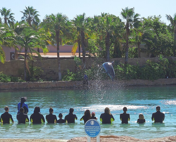 File:Bahamas (Paradise Island) Dolphin Cay offers playing with playful bottlenose dolphines (31869508155).jpg