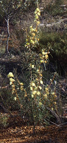 A young shrub Banksia acanthopoda gnangarra 06 cropped.JPG