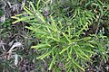 Banksia formosa