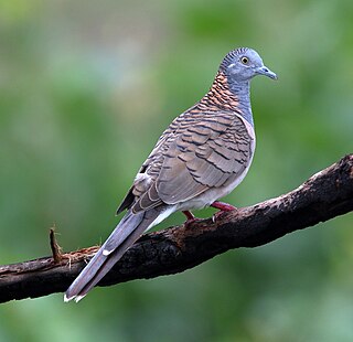 Bar-shouldered dove species of bird