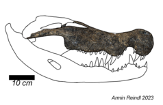 The position of Quinkana within Mekosuchinae is uncertain, but it may be related to either small terrestrial forms like Trilophosuchus or large semi-aquatic taxa like Baru.