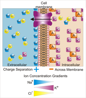 Membrane potential physical quantity