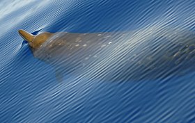Beaked Whale.jpg