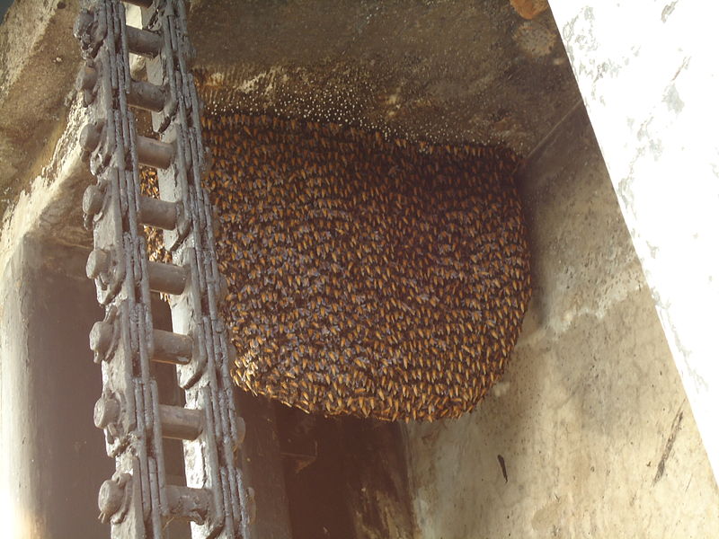 File:Bees Nest on Peechi Dam.JPG